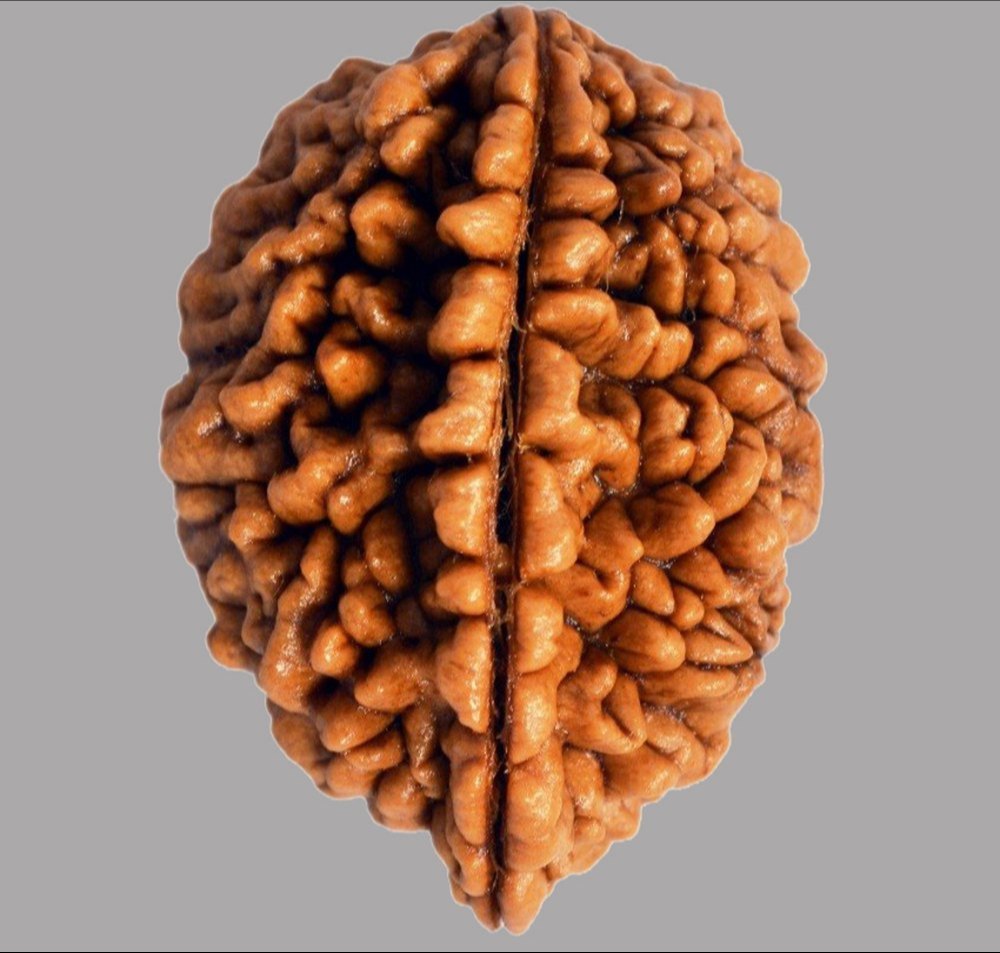 2 mukhi rudraksha